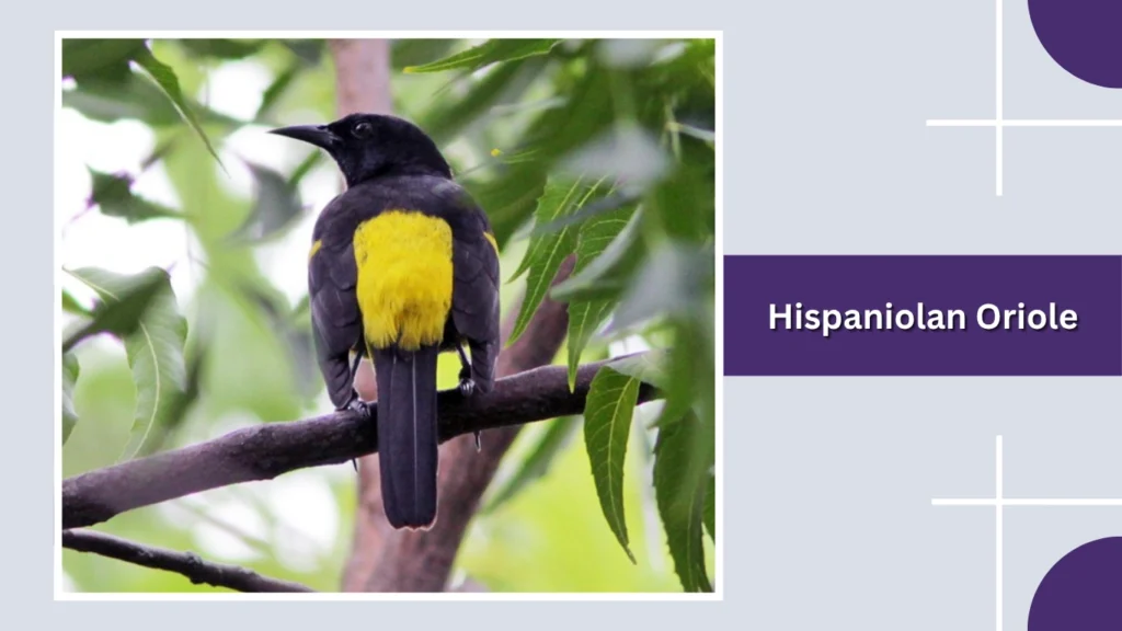 Hispaniolan Oriole
