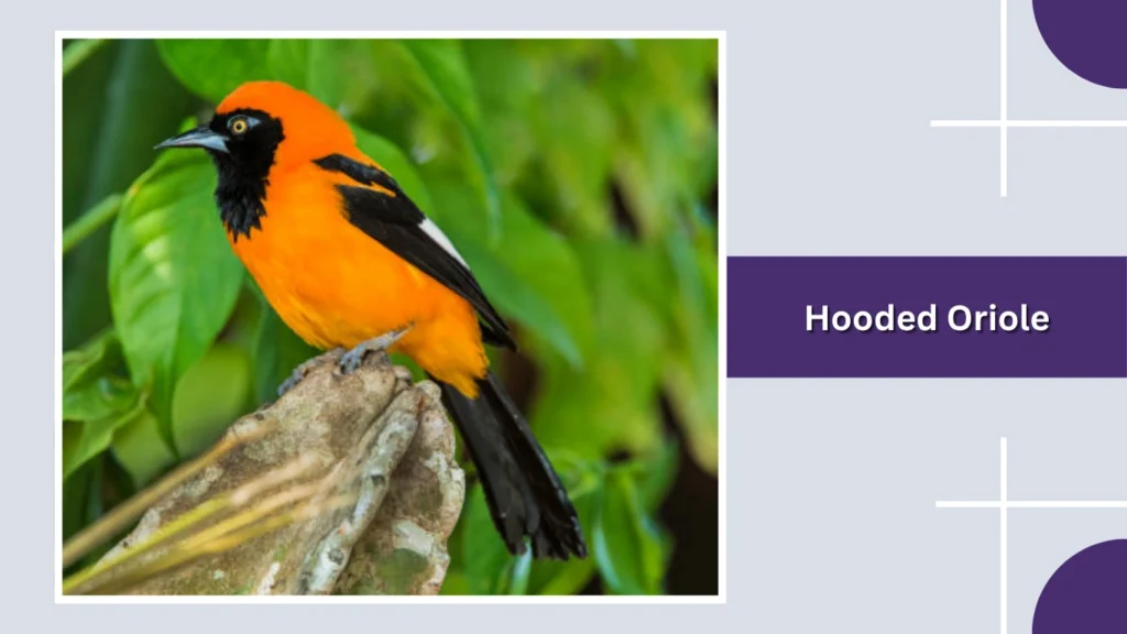 Hooded Oriole