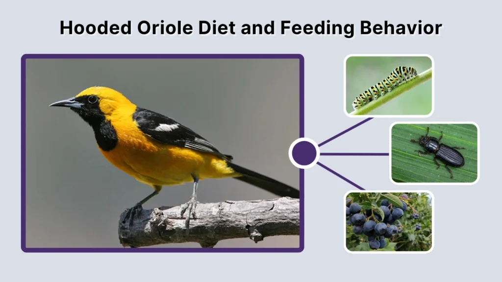Hooded Oriole Diet and Feeding Behavior