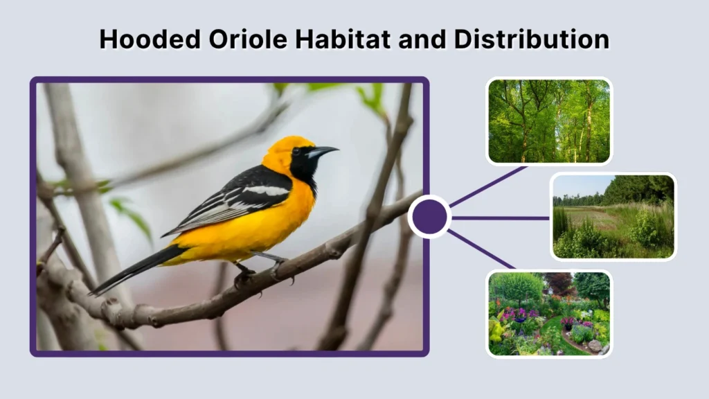 Hooded Oriole Habitat and Distribution