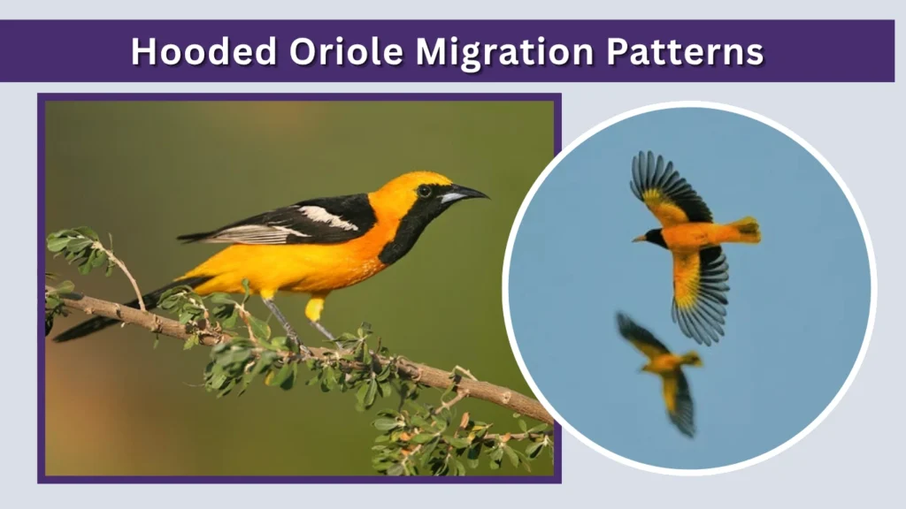 Hooded Oriole Migration Patterns