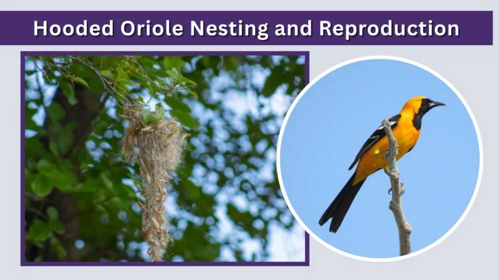 Hooded Oriole Nesting and Reproduction