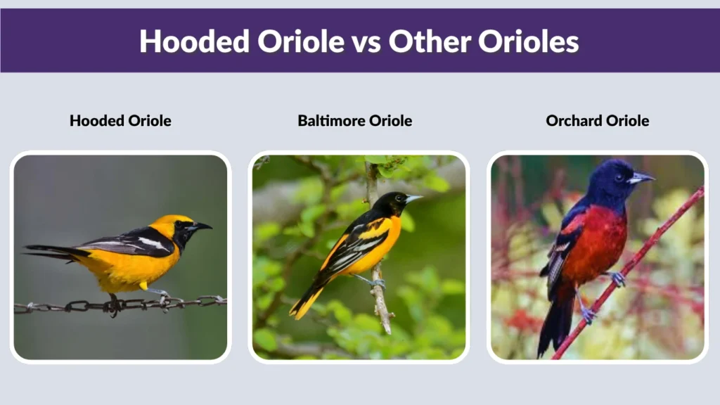 Hooded Oriole vs Other Orioles