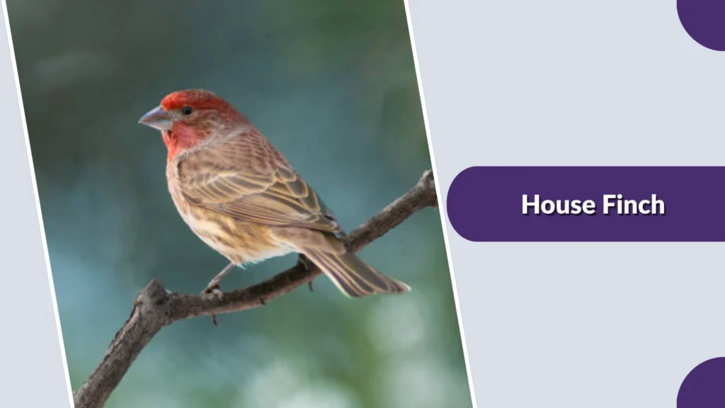 House Finch