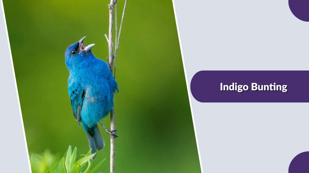 Indigo Bunting