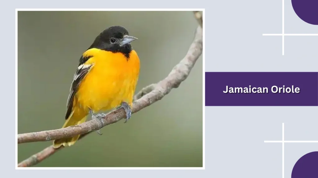 Jamaican Oriole