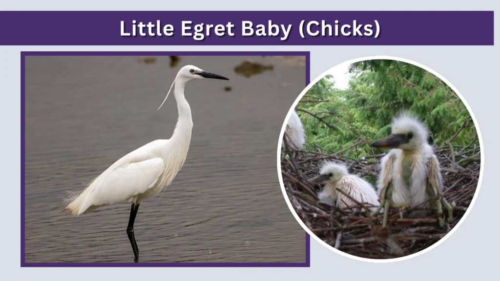 Little Egret Baby (Chicks)