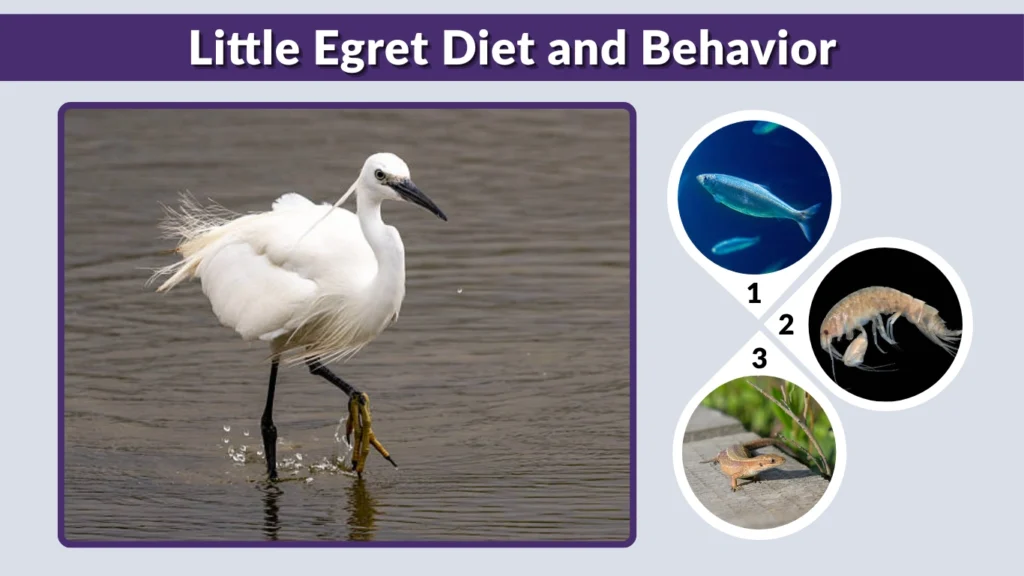 Little Egret Diet and Behavior