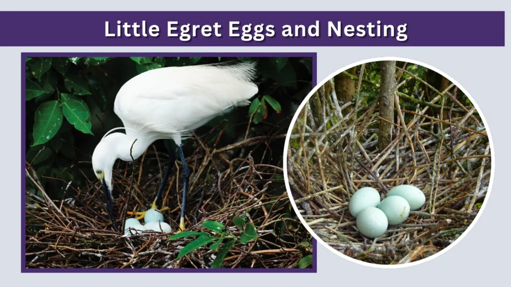 Little Egret Eggs and Nesting