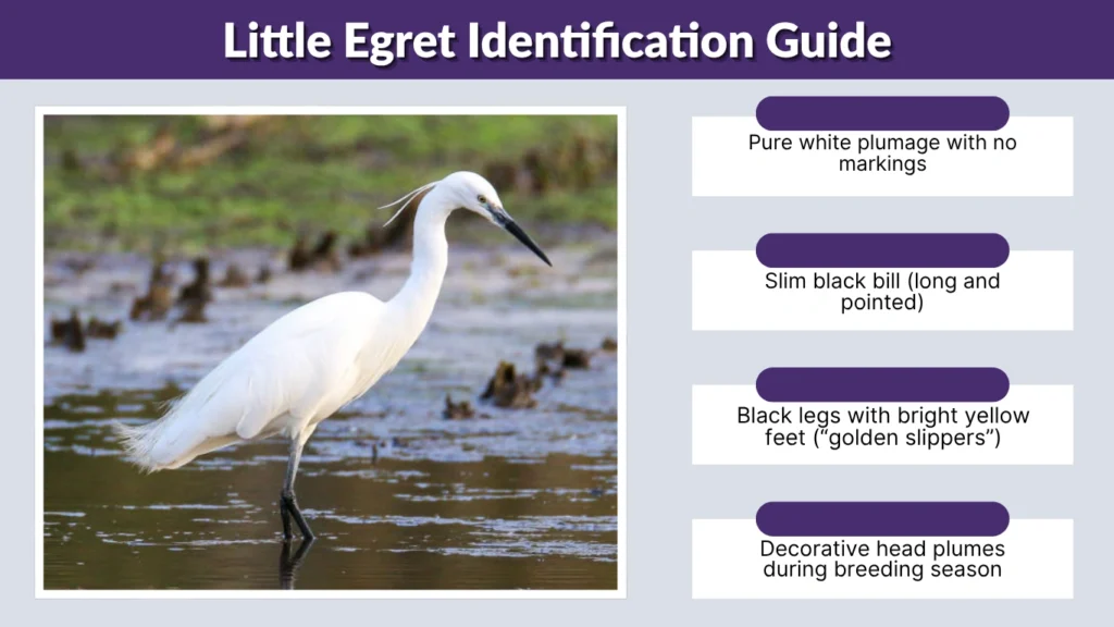 Little Egret Identification Guide