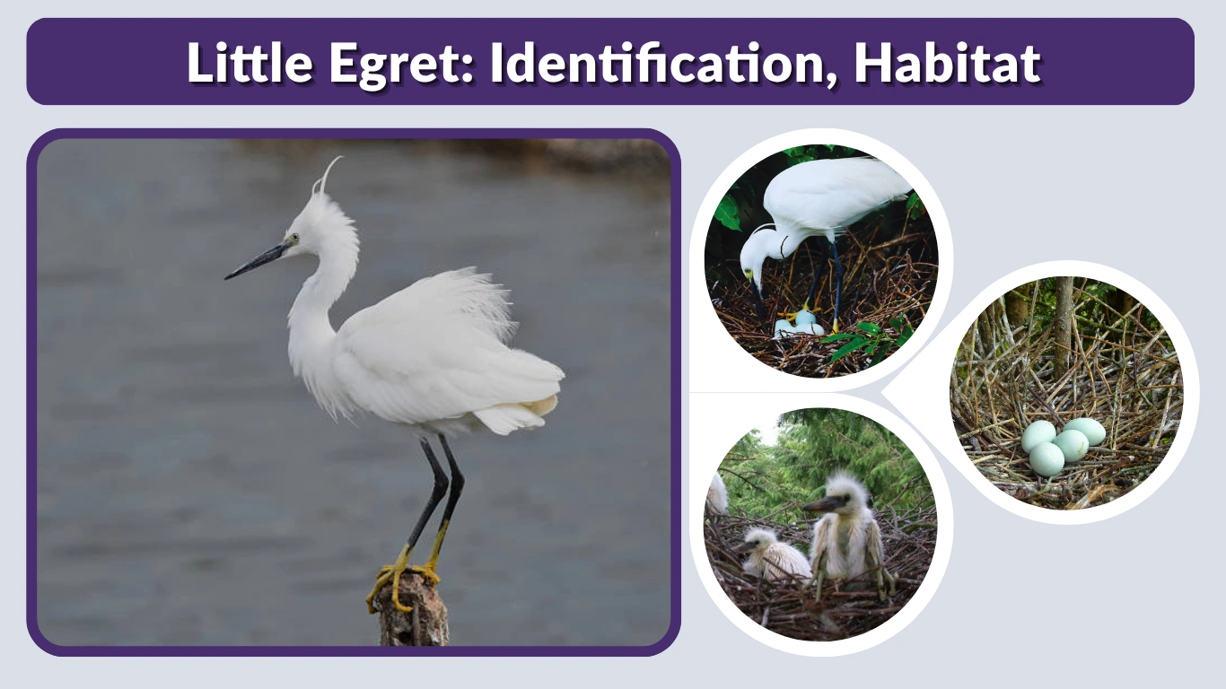 Little Egret: Identification, Habitat, Lifespan & Key Facts