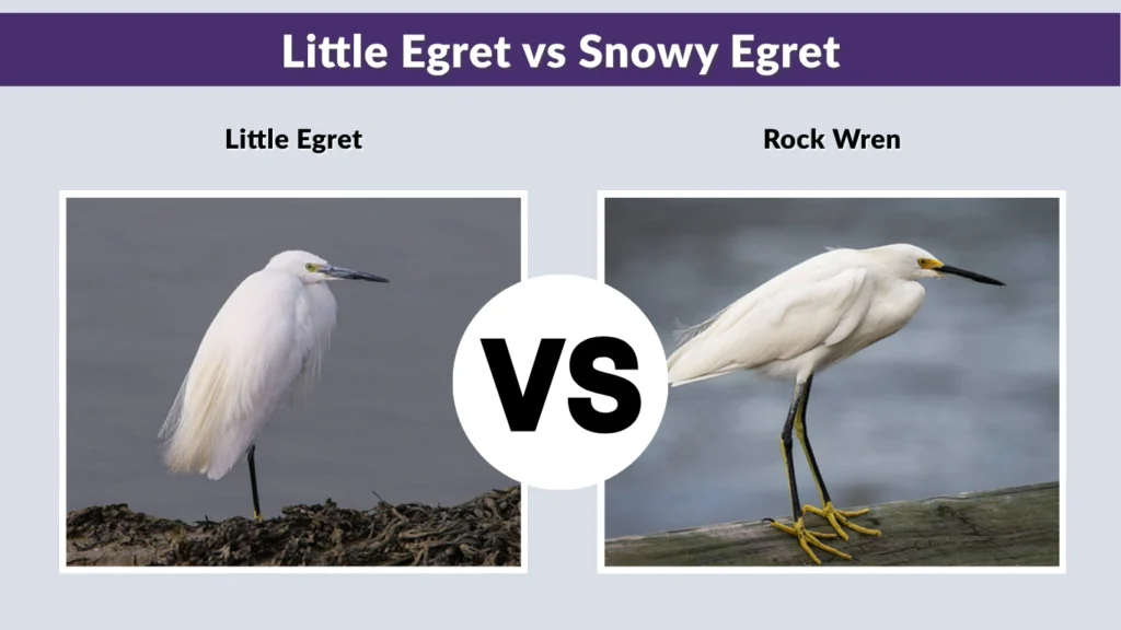 Little Egret vs Snowy Egret