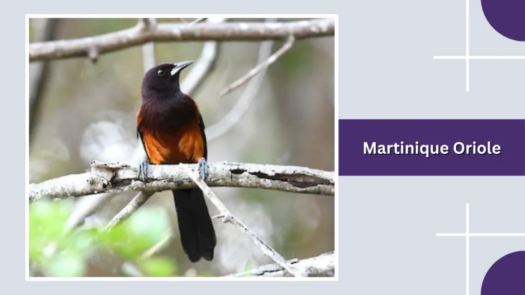 Martinique Oriole