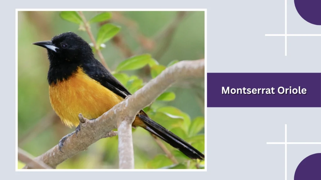 Montserrat Oriole