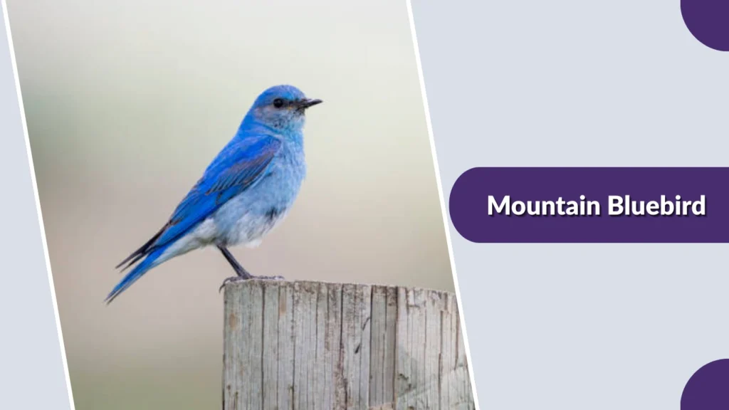 Mountain Bluebird