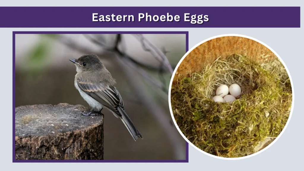 Eastern Phoebe Eggs
