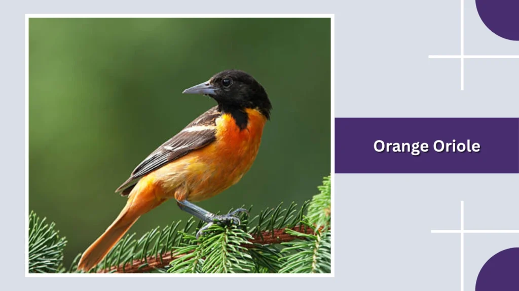 Orange Oriole