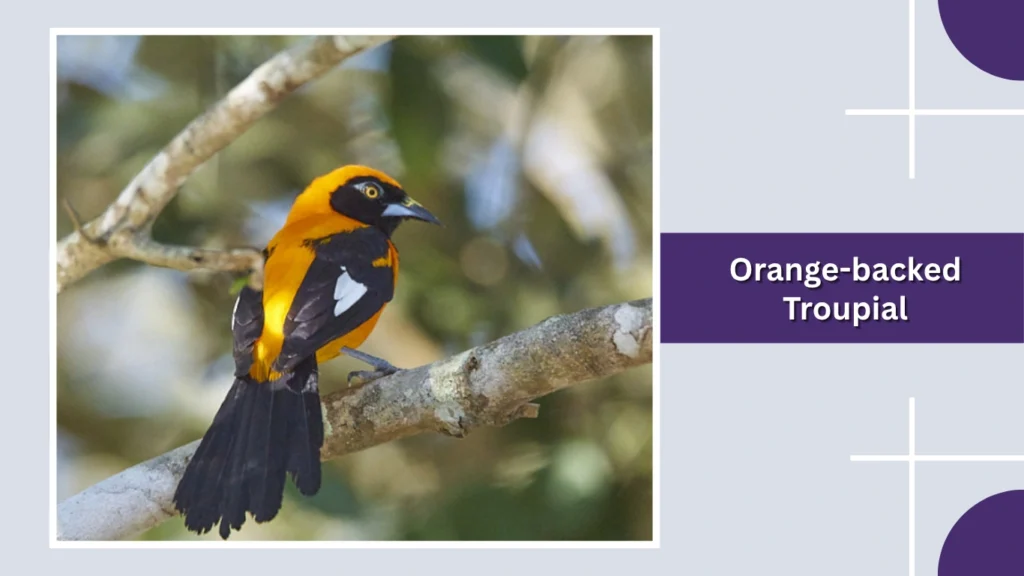 Orange-backed Troupial