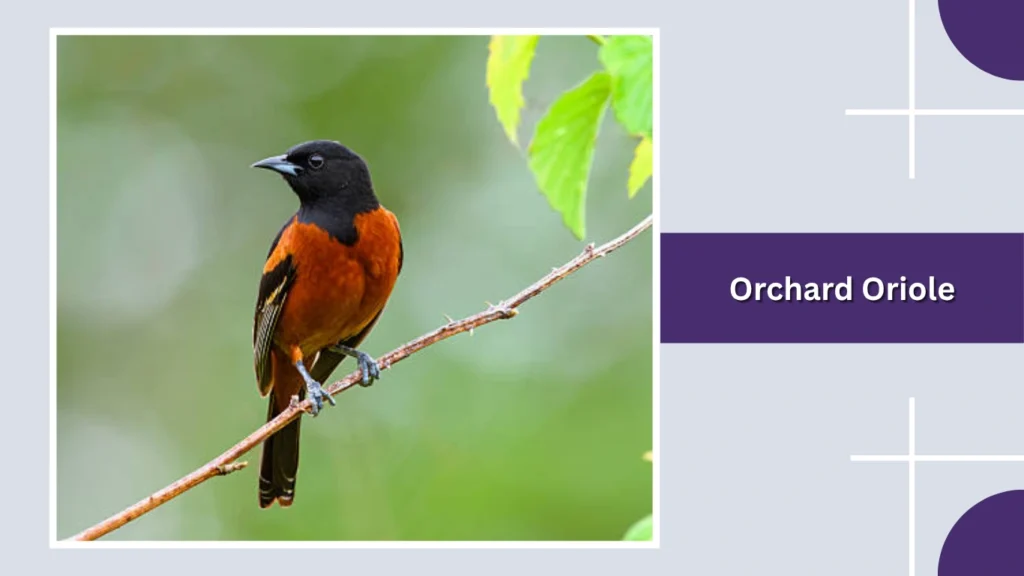 Orchard Oriole