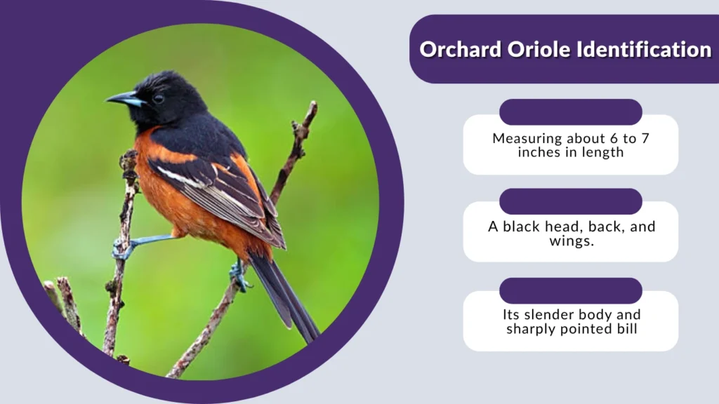 Orchard Oriole Identification