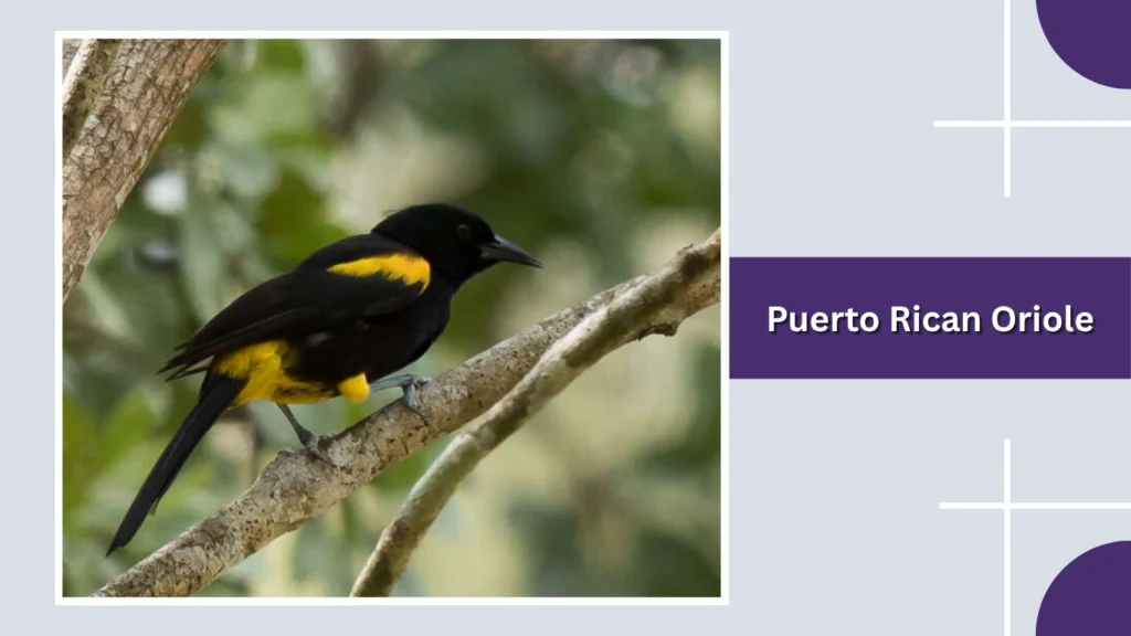 Puerto Rican Oriole