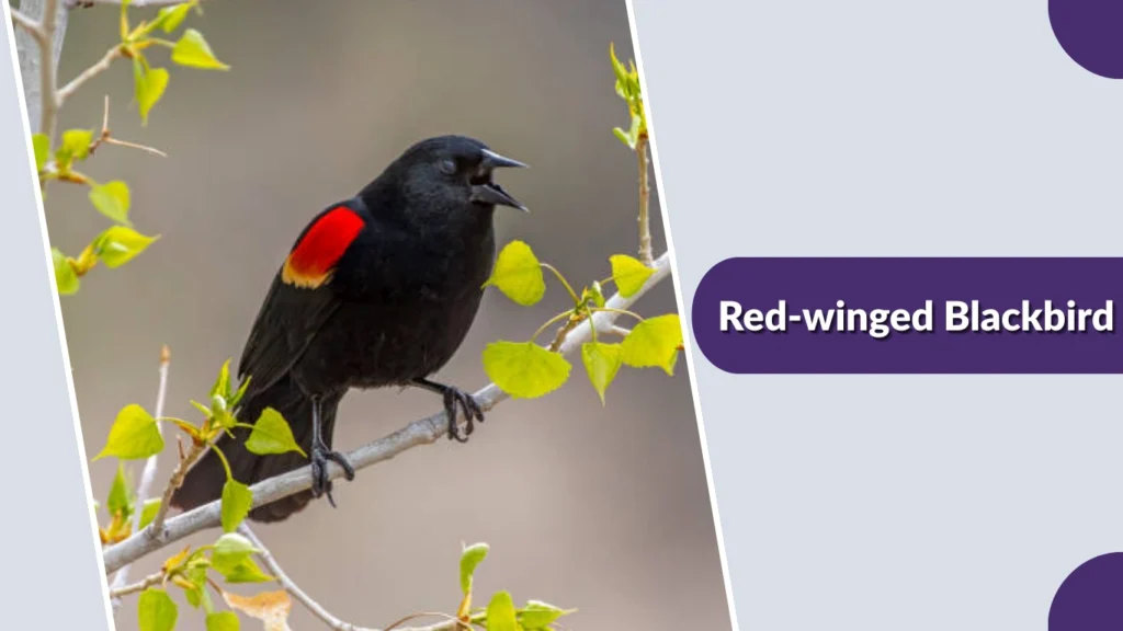Red-winged Blackbird