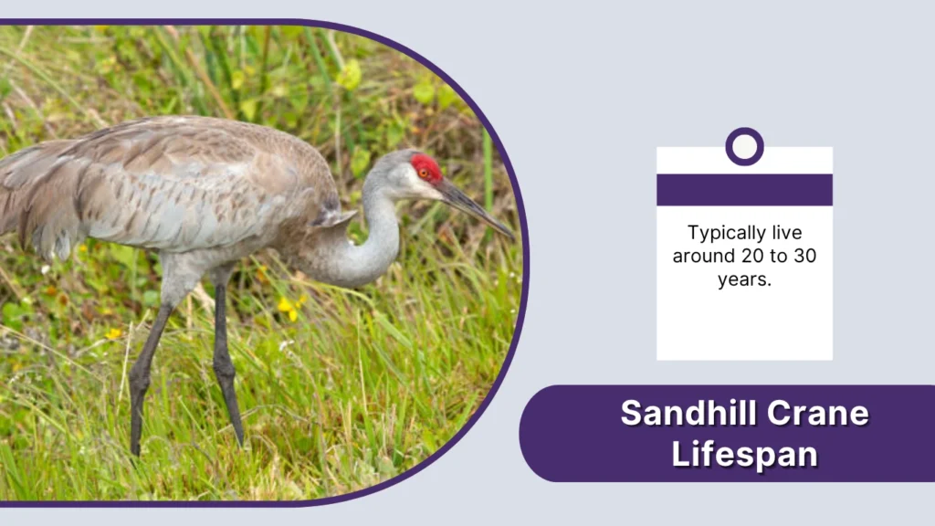 Sandhill Crane Lifespan