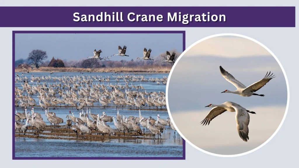 Sandhill Crane Migration