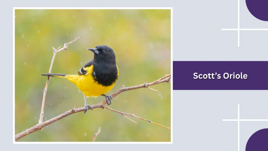 Scott’s Oriole