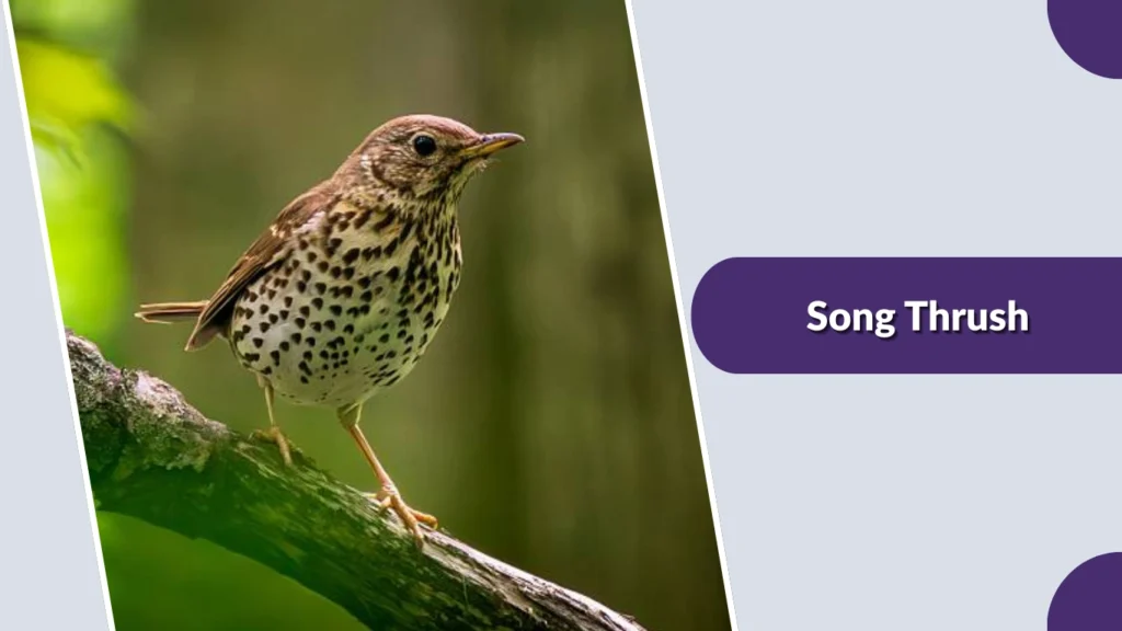 Song Thrush