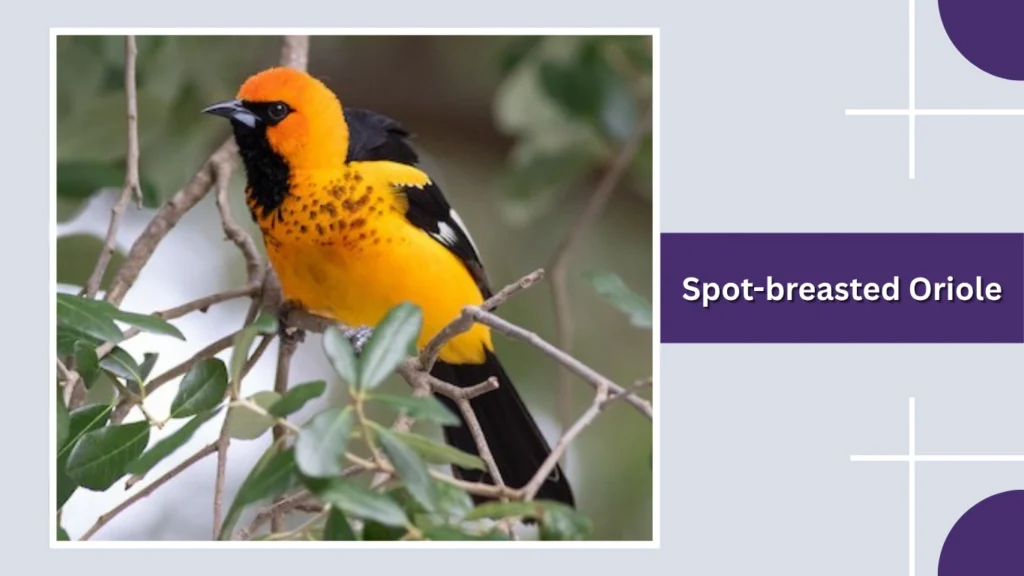 Spot-breasted Oriole