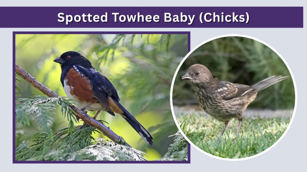 Spotted Towhee Baby (Chicks)