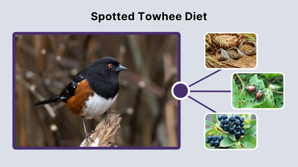 Spotted Towhee Diet