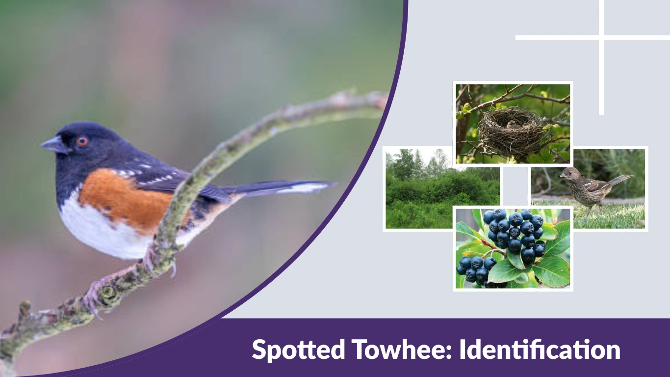 Spotted Towhee: Identification, Habitat, Diet & Nesting Guide