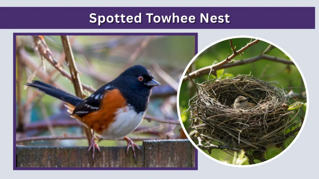 Spotted Towhee Nest