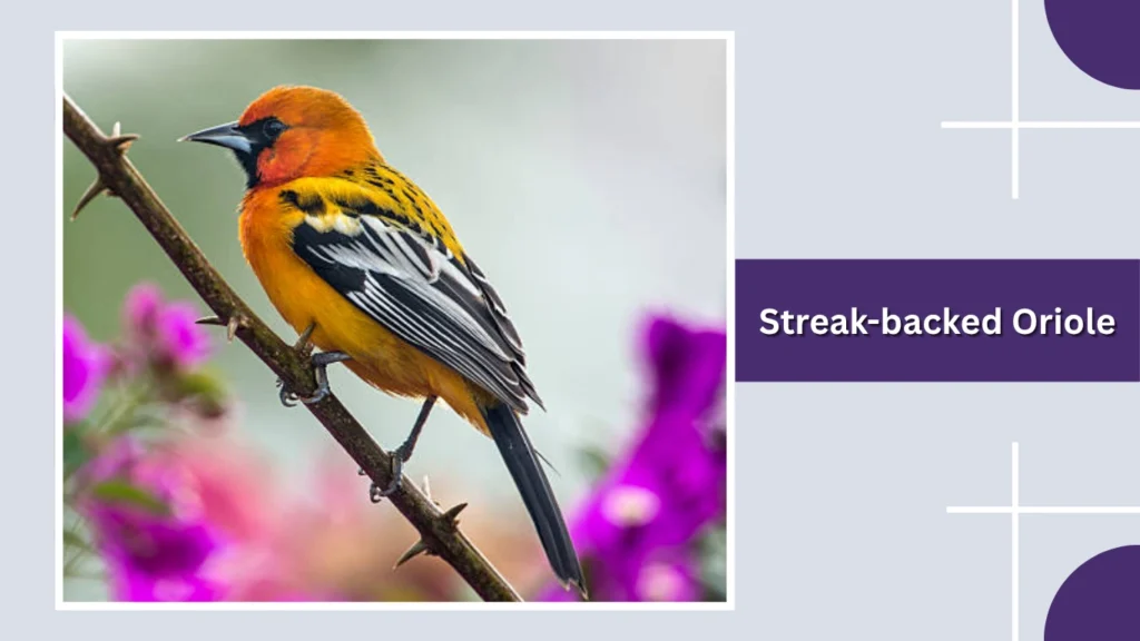 Streak-backed Oriole