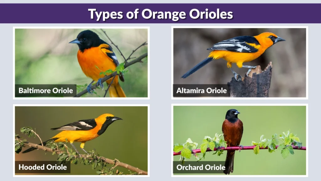 Types of Orange Orioles