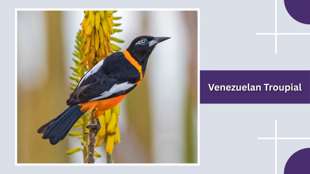 Venezuelan Troupial