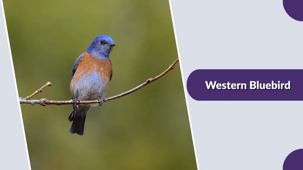 Western Bluebird
