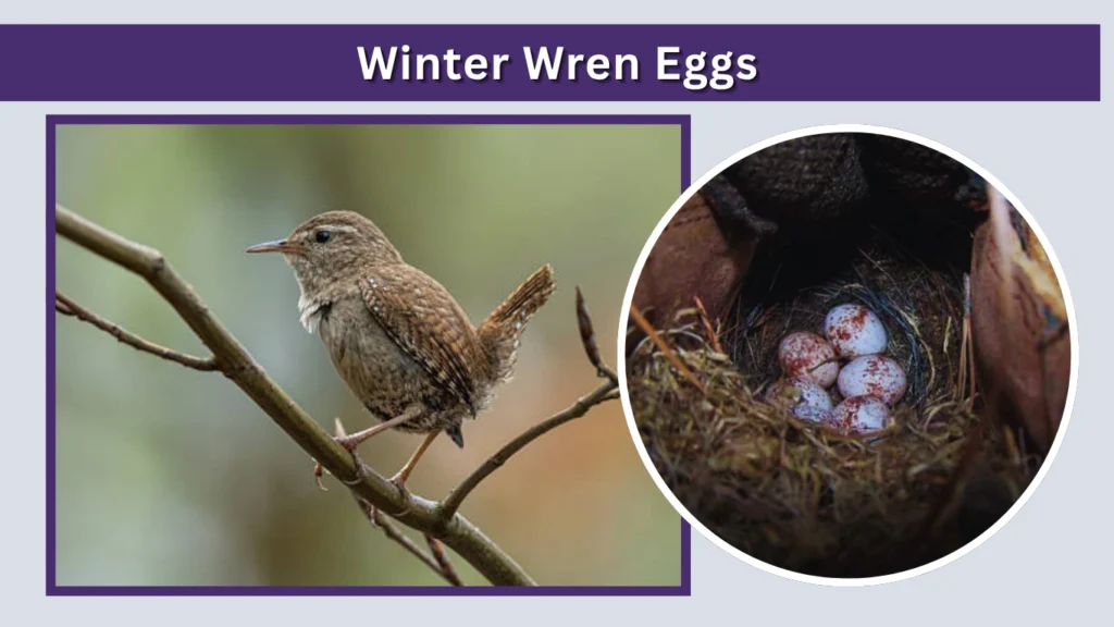 Winter Wren Eggs