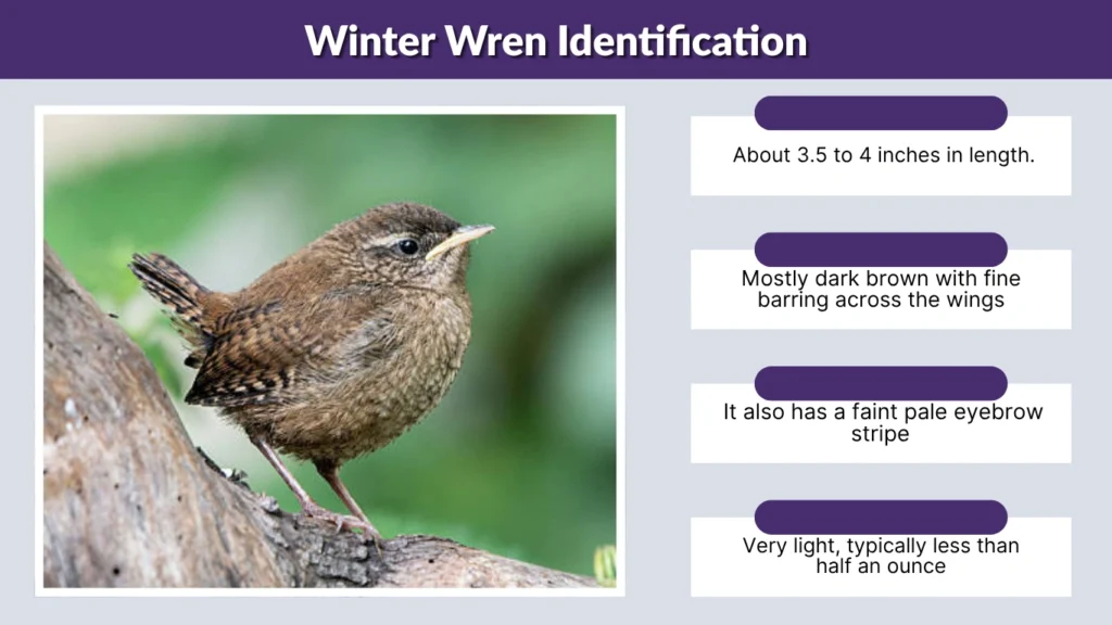 Winter Wren Identification