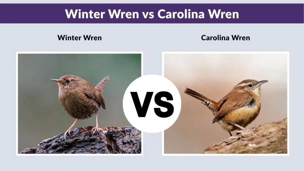 Winter Wren vs Carolina Wren