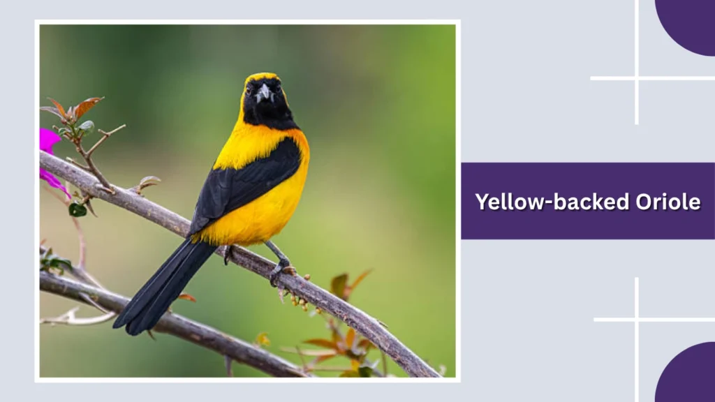 Yellow-backed Oriole