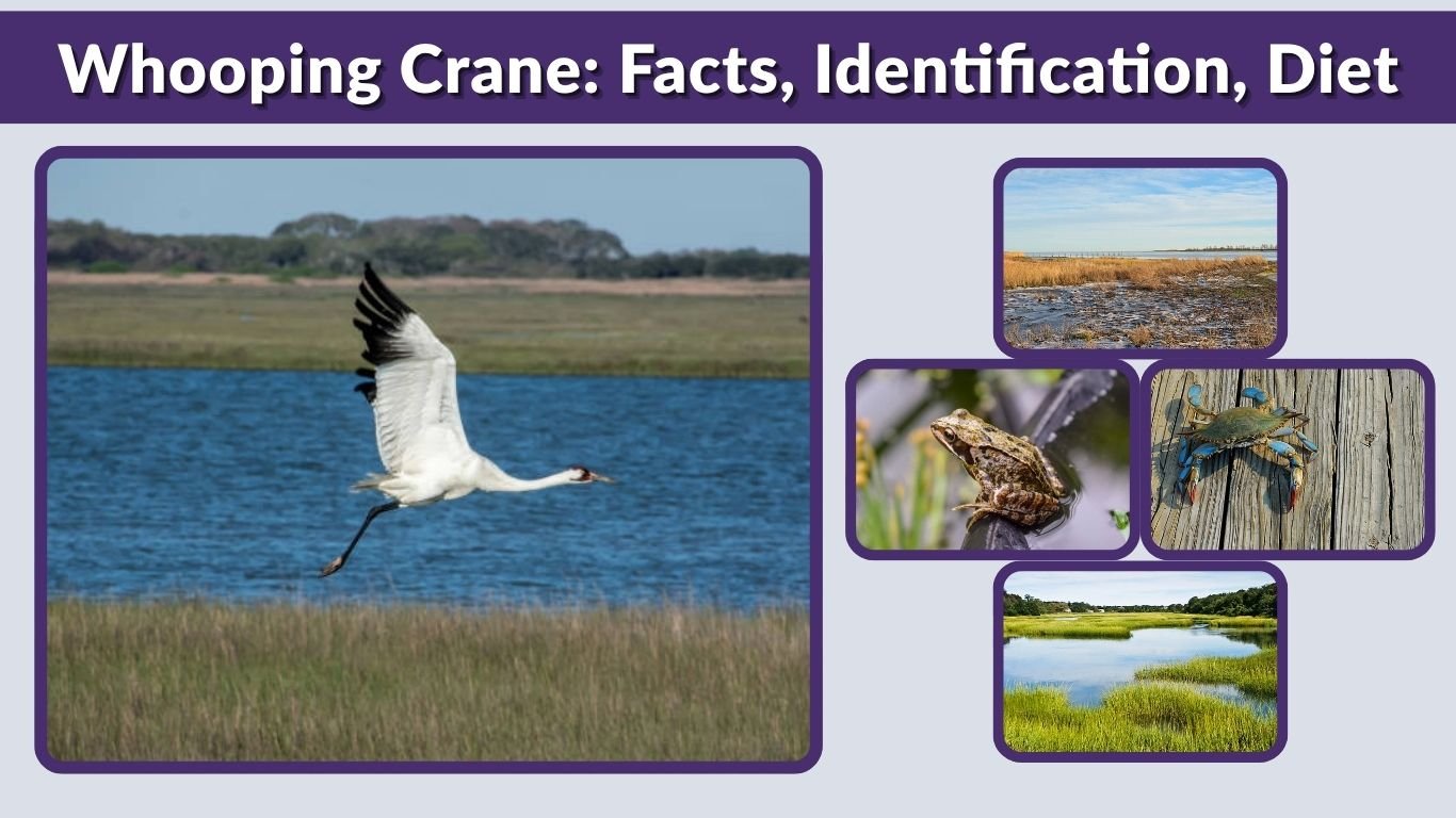 Whooping Crane: Facts, Identification, Diet and Lifespan