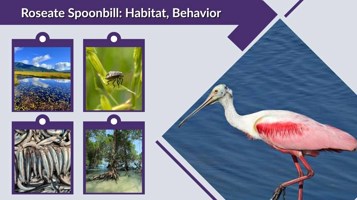 Roseate Spoonbill: Habitat, Behavior & Fascinating Facts