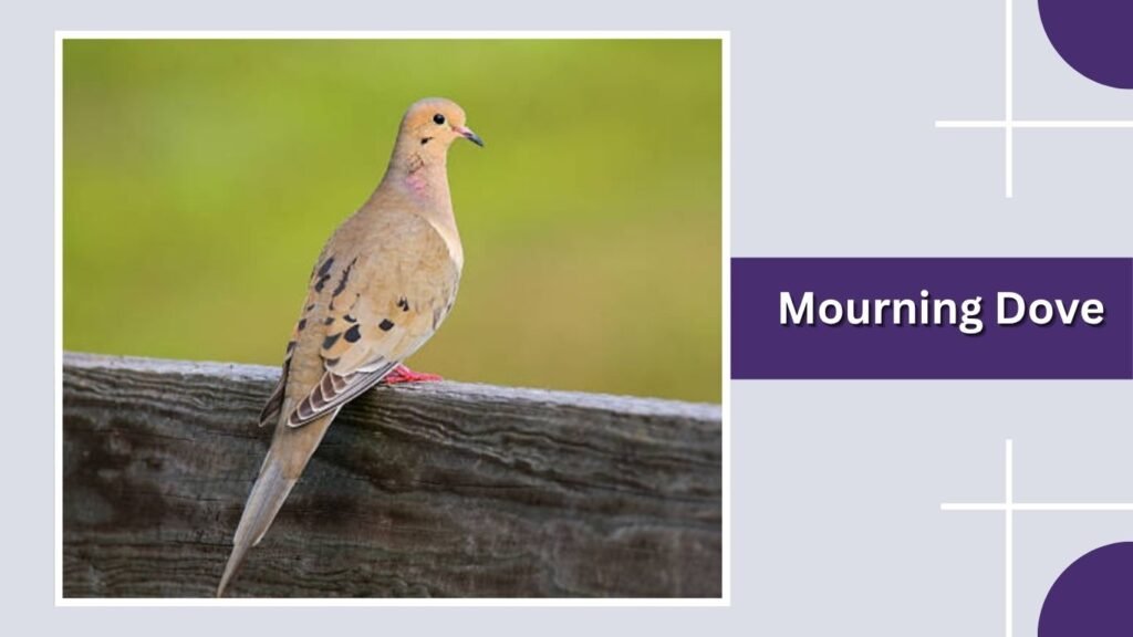 Mourning Dove