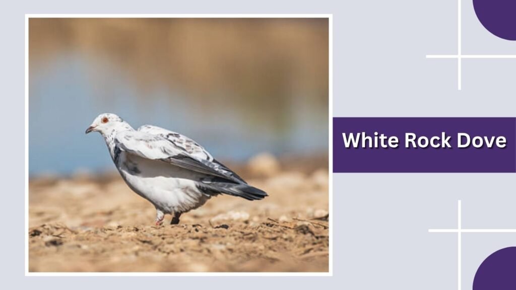  White Rock Dove