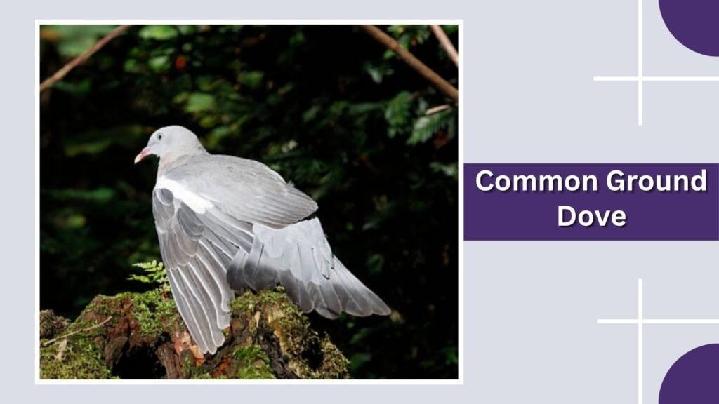 Common Ground Dove