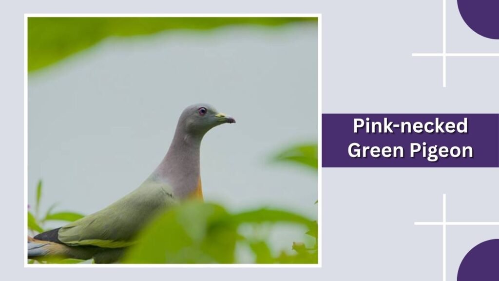 Pink-necked Green Pigeon