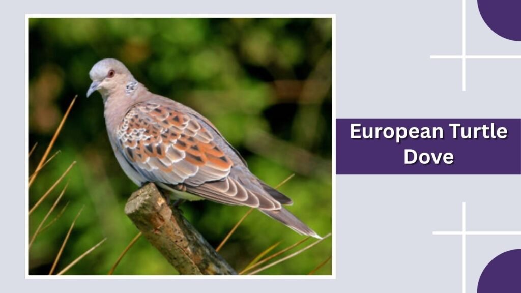  European Turtle Dove